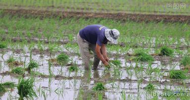 实拍8k人工种植水稻